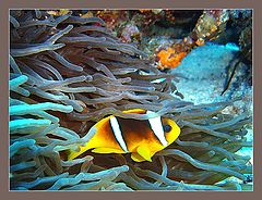 photo "Amphiprione."