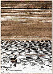 photo "Branta Canadensis"
