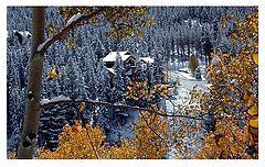 photo "First Snow"
