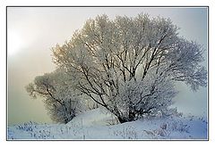 photo "Morning of the last winter"