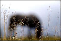 фото "~"