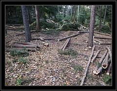 photo "The Logs"