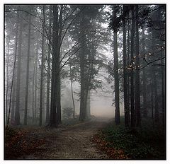 photo "Road to fog"
