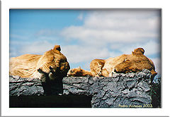 фото "Nap time"
