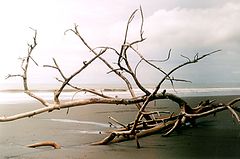 photo "Manglar"