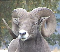 photo "Bighorn Ram"