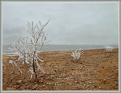 photo "Beach etude. A wind northwest"