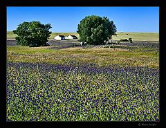 фото "Alentejo Hill"