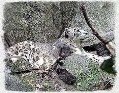 photo "Snow Leopard"
