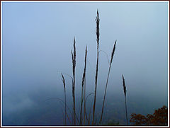 photo "Blowing in the wind"