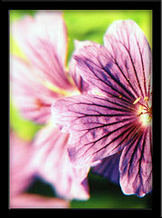 фото "flor II"