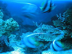 photo "Game in Blue"