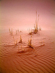 photo "Edge of Desert"