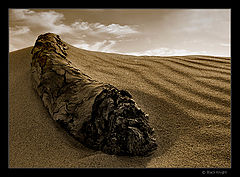 photo "Worm Dune"