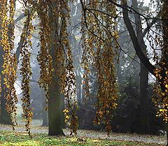 photo "autumn"