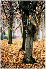 photo "november blues"