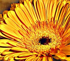 photo "Orange"