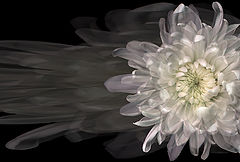 photo "Flower"