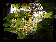 photo "Grape history"