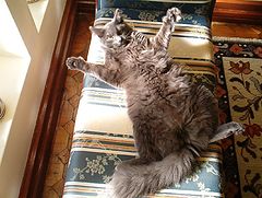 photo "Relaxing"