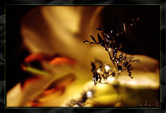 photo "Beauty and Monster..."