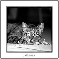 photo "just love cats"