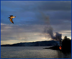photo "Water, fire and flying gull"