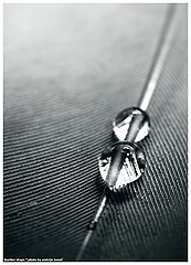 фото "Feather Drops"