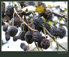 photo "Autumn. Coldly."