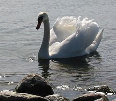 фото "swan"
