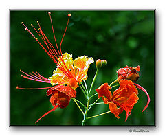 photo "Pin Flower"