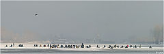 photo "Invaders"