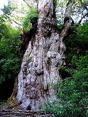 фото "Jomon Sugi"