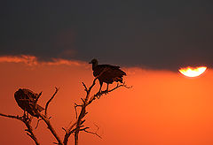 photo "Creatures"