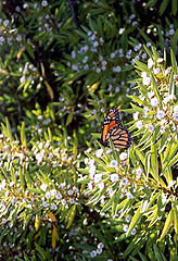 photo "Butterfly"