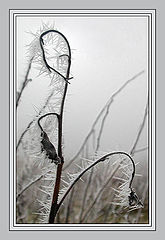 photo "Winter etude"