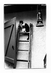 фото "Help"