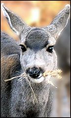 photo "Portrait of a Doe"