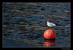 photo "The equilibrist"