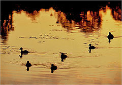 photo "Duplicators"