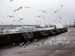 фото "Against storm"