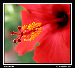 photo "Red and Yellow II"