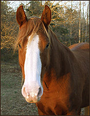 photo "Clyde"