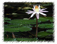 photo "Untitled photo"