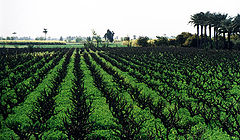 photo "Rural"