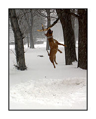 photo "Dog"