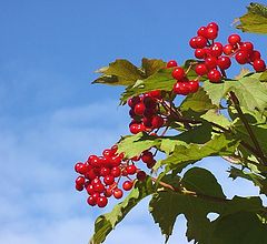 photo "Guelder-rose... - 2"