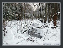 photo "Wood stream"