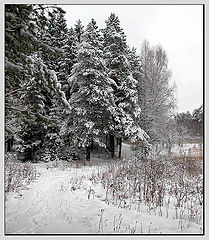 photo "Winter wood"