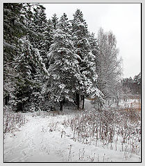 фото "Зимний лес"